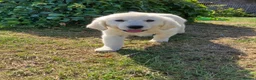 Golden Retriever dogs for sale: Kc beautiful girl  - Advert 4