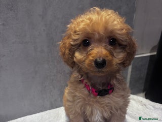 Cockapoo dogs ✨LAST GIRL LEFT - READY NOW-Cockapoo Puppies✨ - Advert 8