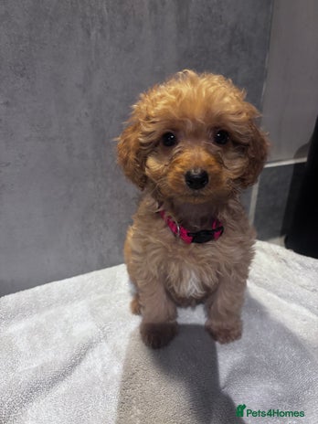 Cockapoo dogs ✨LAST GIRL LEFT - READY NOW-Cockapoo Puppies✨ - Advert 14