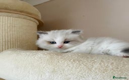 Ragdoll cats for sale: Beautiful Ragdoll Kittens - Image 9