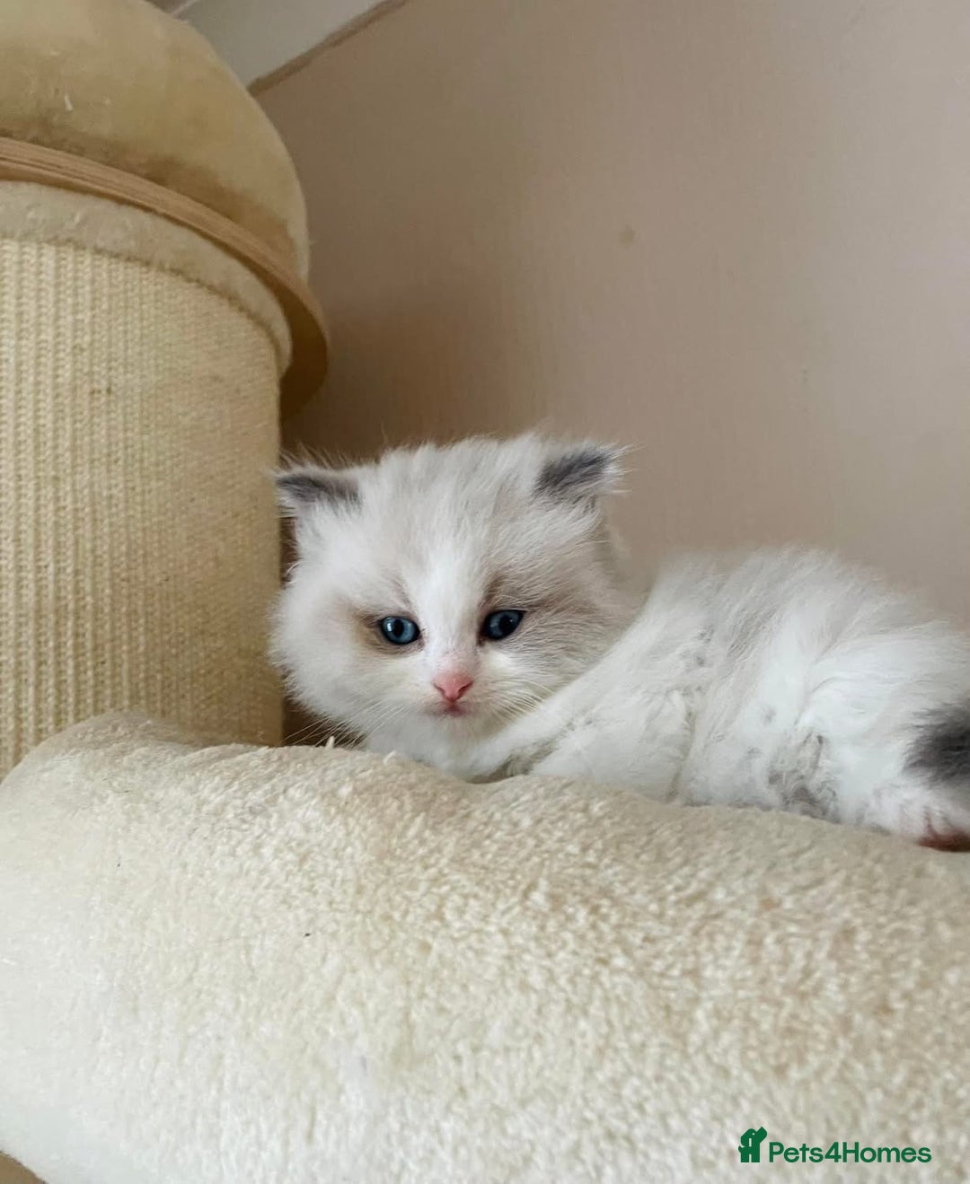 Ragdoll cats for sale: Beautiful Ragdoll Kittens - Image 9