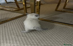 British Shorthair cats for sale: British short hair/british longhair - Image 9