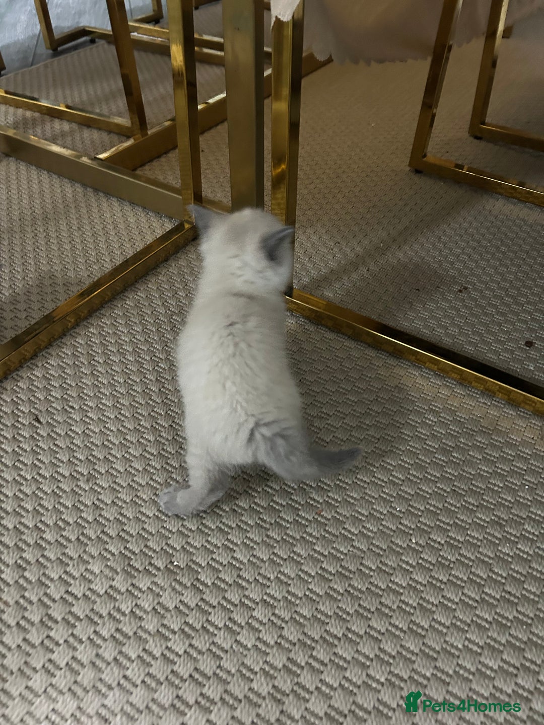 British Shorthair cats for sale: British short hair/british longhair - Image 9
