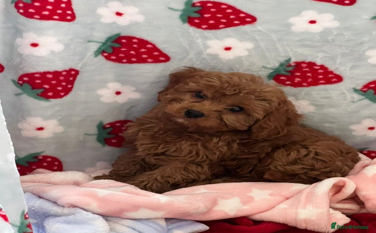 Cavapoo dogs - Advert 4