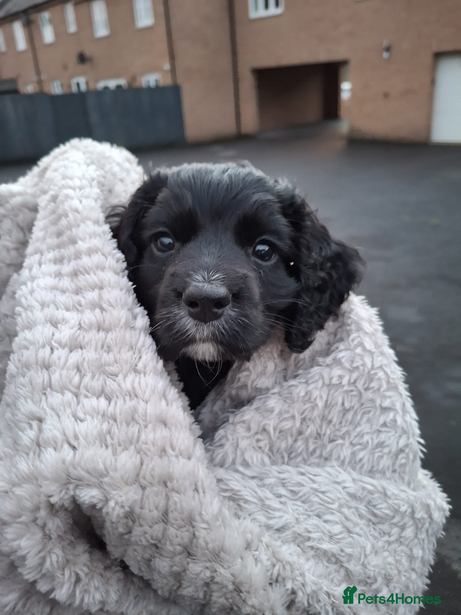 Cocker Spaniel dogs Cocker spaniel puppy for sale  - Advert 1