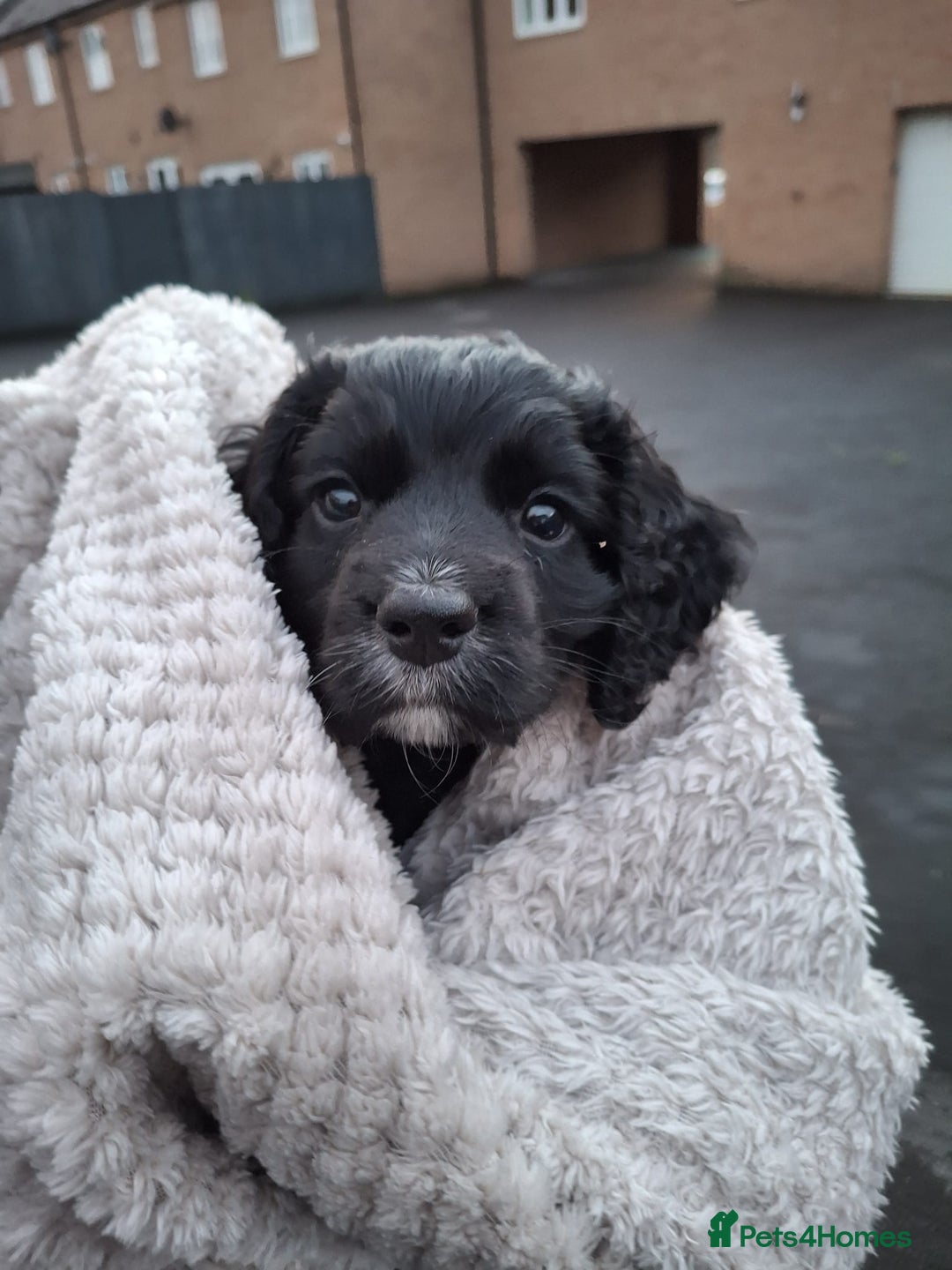 Cocker Spaniel dogs for sale: Cocker spaniel puppy for sale  - Advert 1