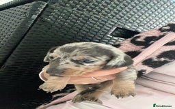 Dachshund dogs for sale: Dashounds  - Image 10