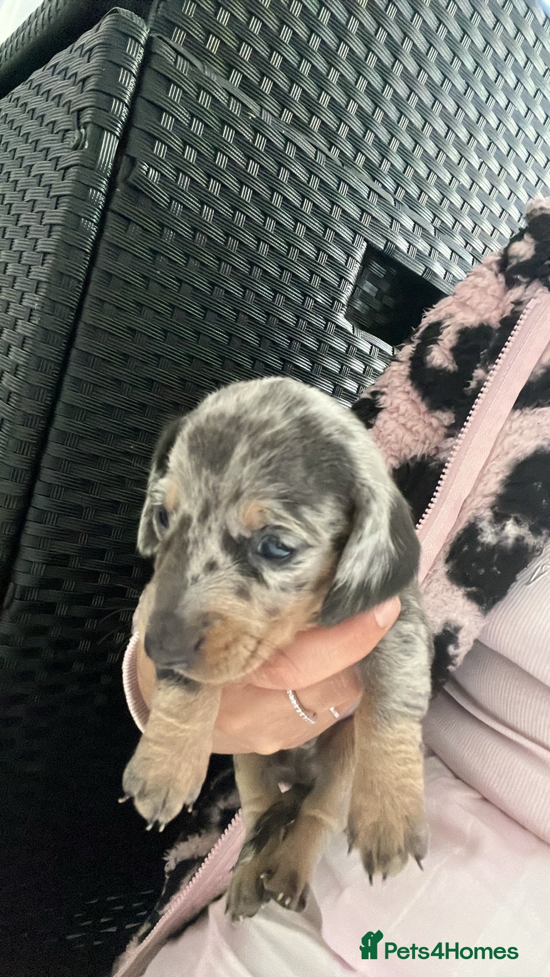 Dachshund dogs for sale: Dashounds  - Image 10