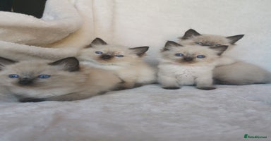 Ragdoll cats - Advert 9