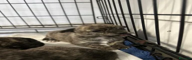 Chihuahua 1