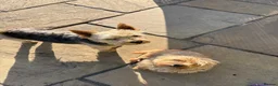 Norwich Terrier dogs for sale: Norwich terrier puppy  - Advert 3
