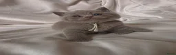 British Shorthair cats for sale: 9 Beautiful British Shorthairs - Advert 10