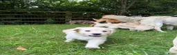 Golden Retriever dogs for sale: Mack/ Bryn Bach Golden X Evie/ Angel Annwyl - Advert 5