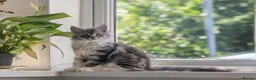 Maine Coon cats for sale: Male Maine Coon Kitten. Both parents can be seen  - Advert 29