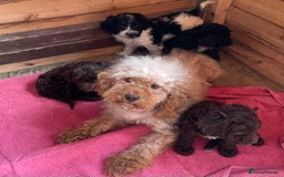 Cockapoo dogs for sale: Cockerpoo puppies - Image 6
