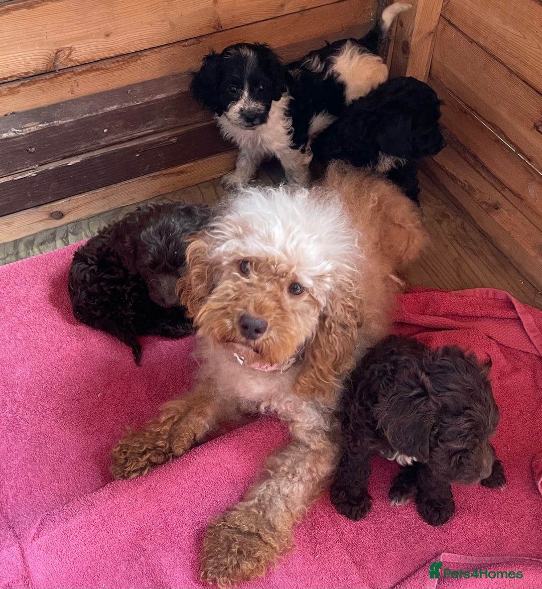 Cockapoo dogs for sale: Cockerpoo puppies - Image 6