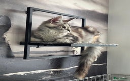 Maine Coon cats for sale: Stunning quality tica registered Mainecoon  - Image 5