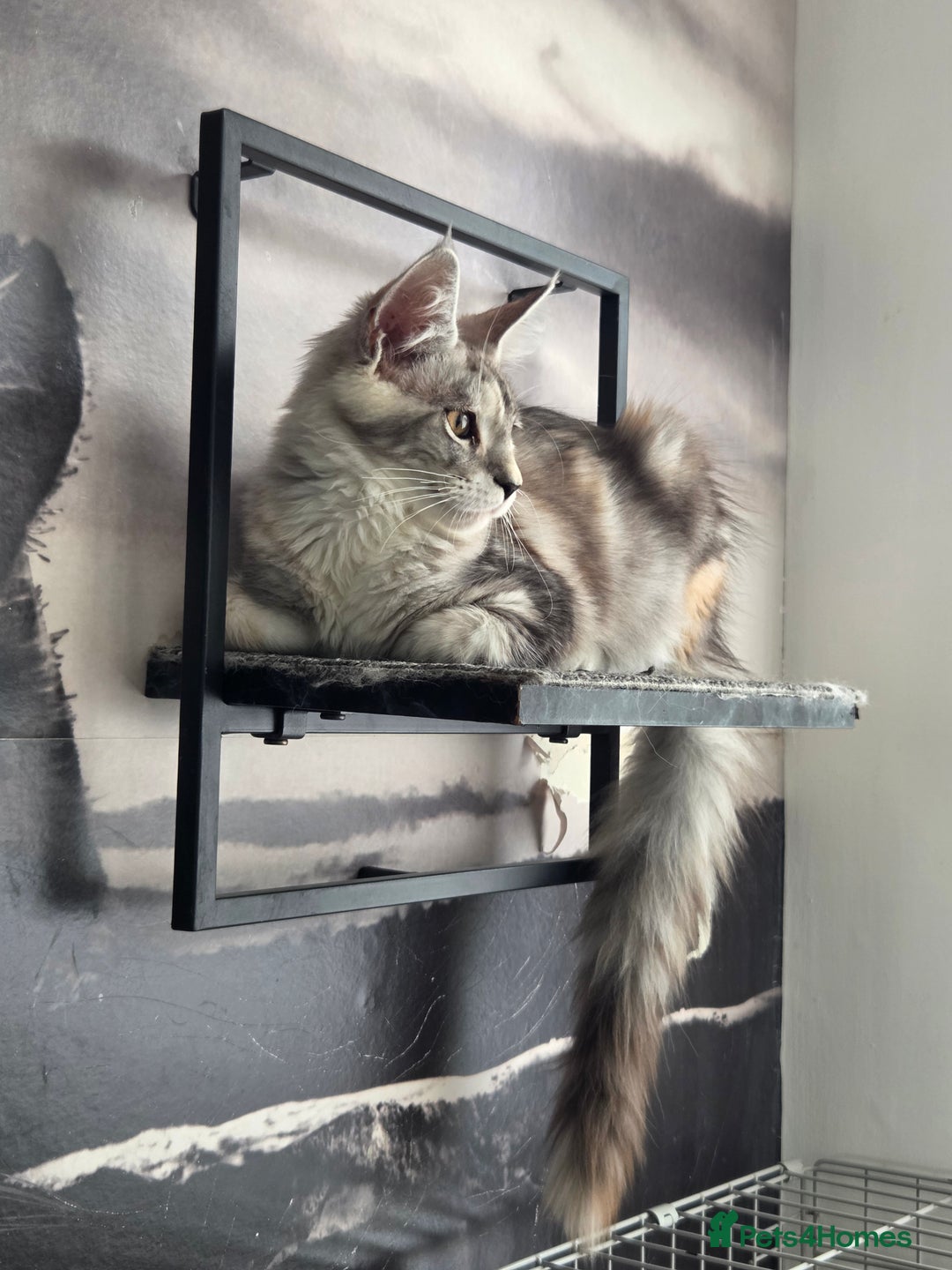 Maine Coon cats for sale: Stunning quality tica registered Mainecoon  - Image 5