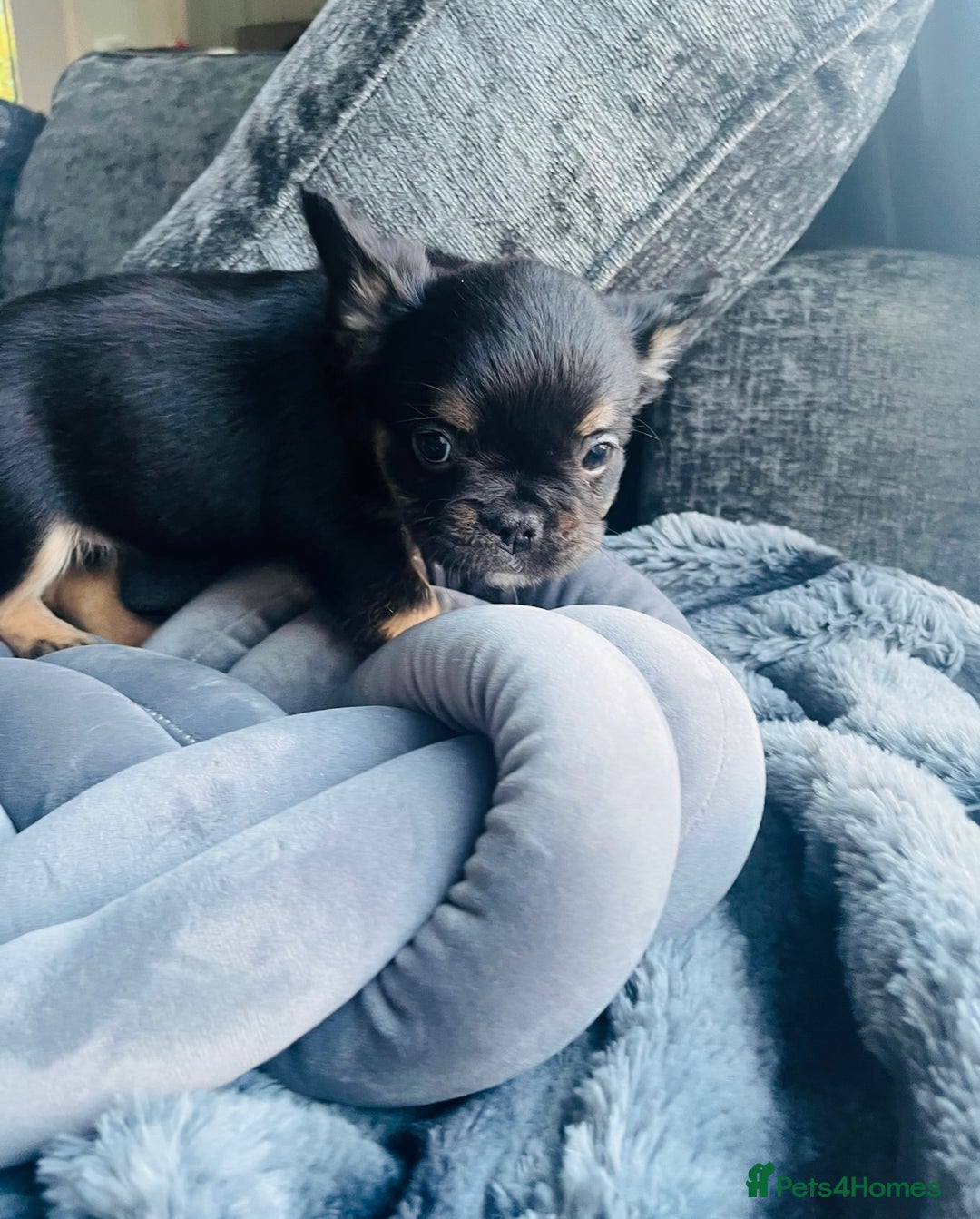 French Bulldog dogs for sale: Beautiful full fluffy frenchies  - Advert 10