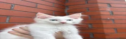 Maine Coon cats for sale: Mainecoon Kittens  - Advert 3