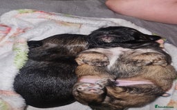 Shih Tzu dogs for sale: 2 Beautiful Boys  - Image 5
