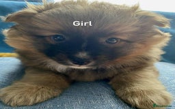 German Spitz dogs for sale: German spitz - Image 8
