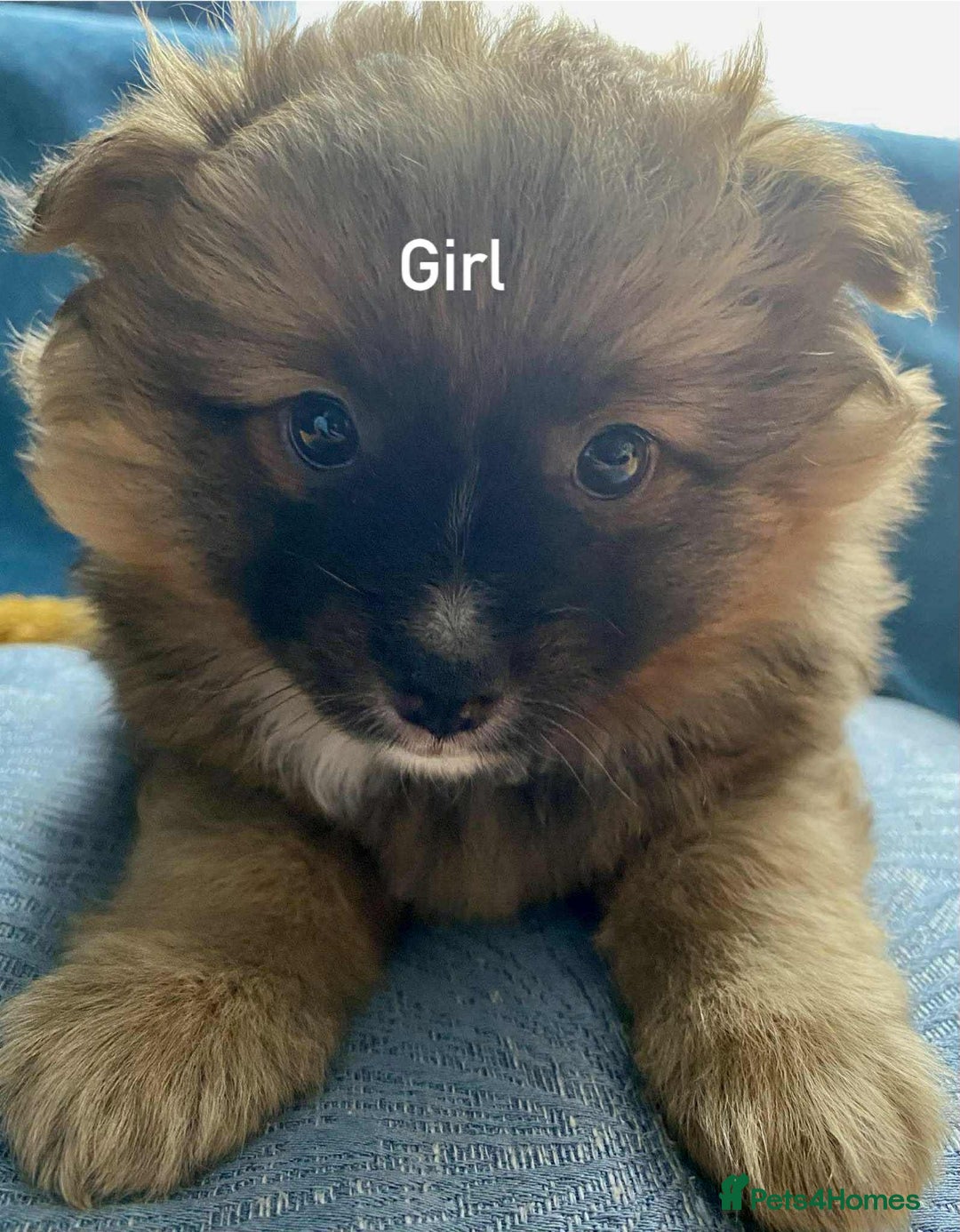 German Spitz dogs for sale: German spitz - Image 8
