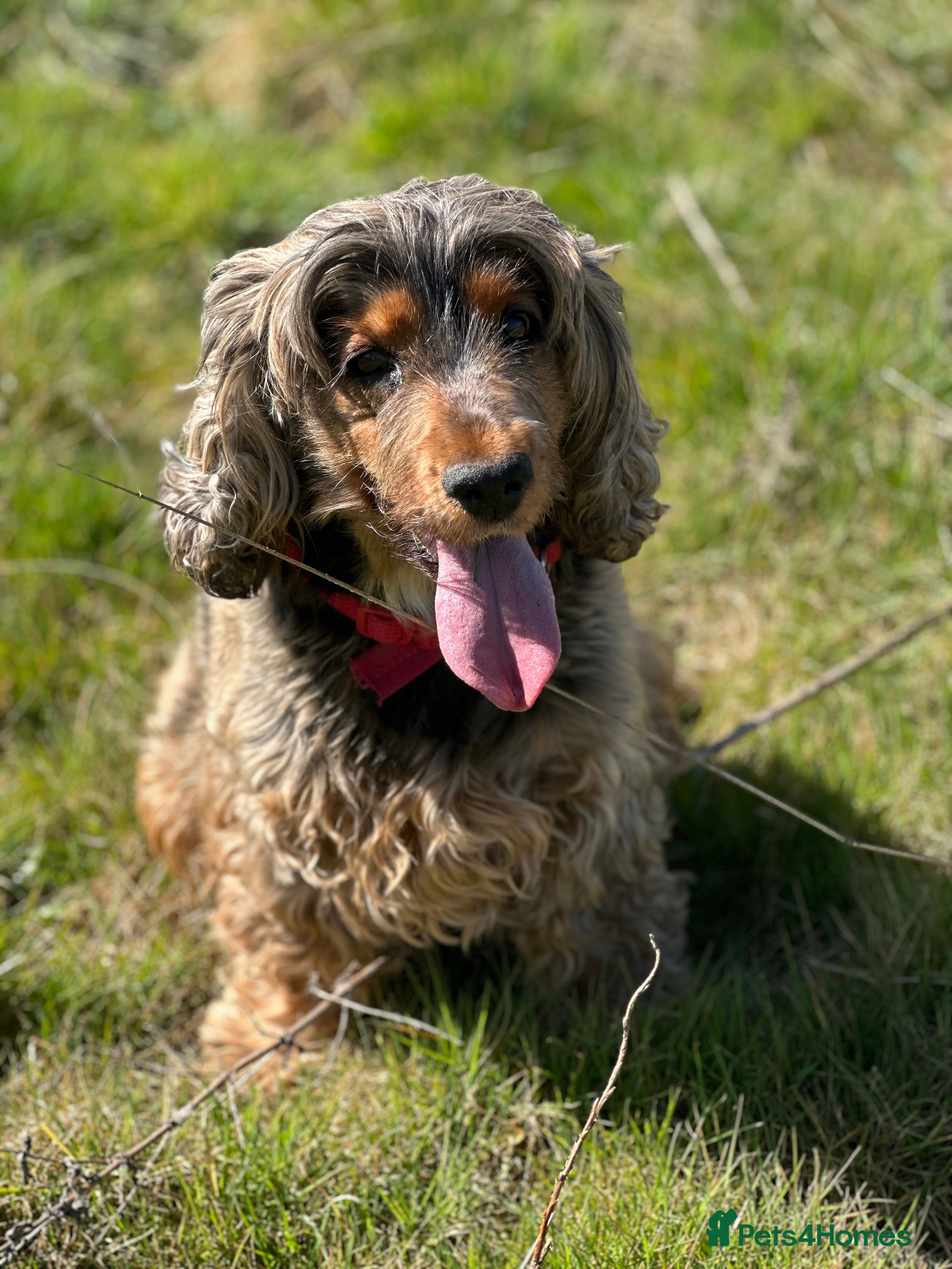 Cocker Spaniel dogs Cocker Spaniel - Female - 6 years old in Market Harborough - Advert 1