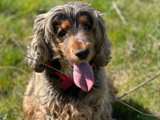 Cocker Spaniel dogs Cocker Spaniel - Female - 7 years old in Market Harborough - Advert 5