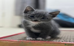 Mixed Breed cats for sale: Regular kittens - Image 1