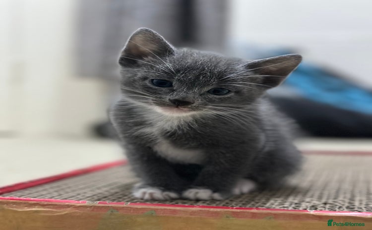 Mixed Breed cats - Advert 2