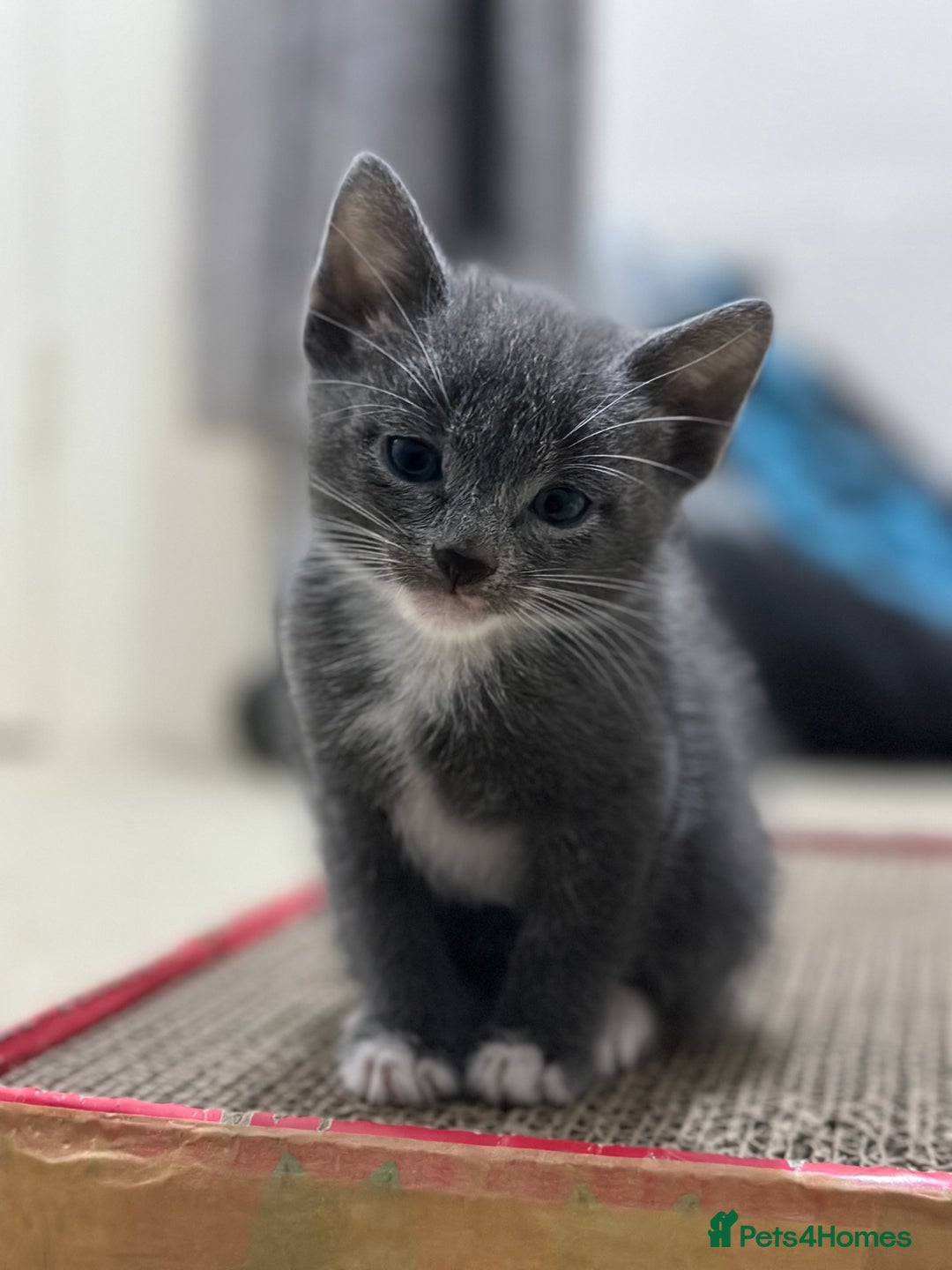Mixed Breed cats for sale: Regular kittens - Image 1