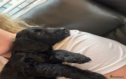 Cockapoo dogs for sale: F2 cockapoo puppies - Image 16
