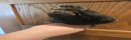 Chickens poultry for sale: White Maran, Legbar and Crypt Walker grow outs - Advert 7