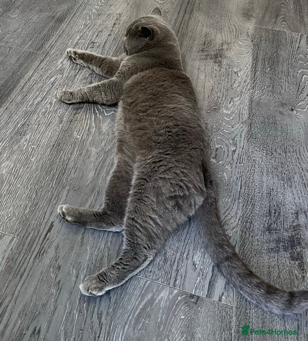 British Shorthair cats for stud:  British Shorthair Stud Services - Meet Dext  - Advert 2