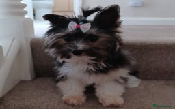 Biewer Terrier dogs for stud: Purebred Pedigree Biewer Terrier Stud in Merthyr Tydfil - Image 13