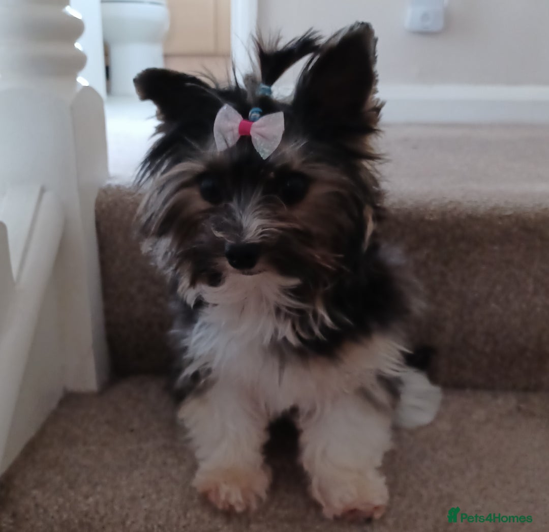 Biewer Terrier dogs for stud: Purebred Pedigree Biewer Terrier Stud in Merthyr Tydfil - Image 13