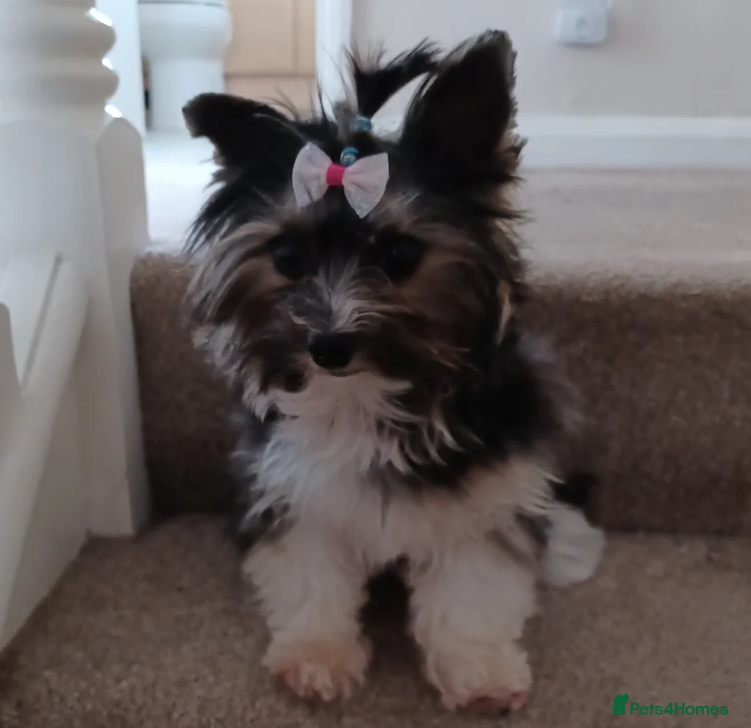 Biewer Terrier dogs for stud: Purebred Pedigree Biewer Terrier Stud in Merthyr Tydfil - Advert 13