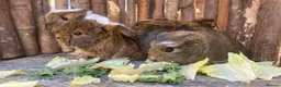 Guinea Pig rodents for sale: Abyssinian/ long-haired babies - Advert 12