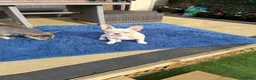 French Bulldog dogs for sale: Beautiful  French Bulldog Puppy - Advert 11