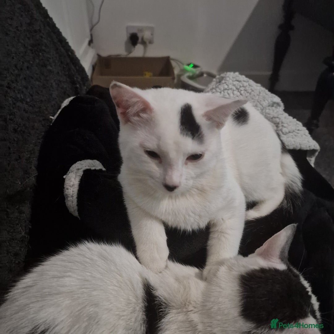 Mixed Breed cats for sale: 1 STILL SEARCHING for their forever home  in Houghton le Spring - Image 1