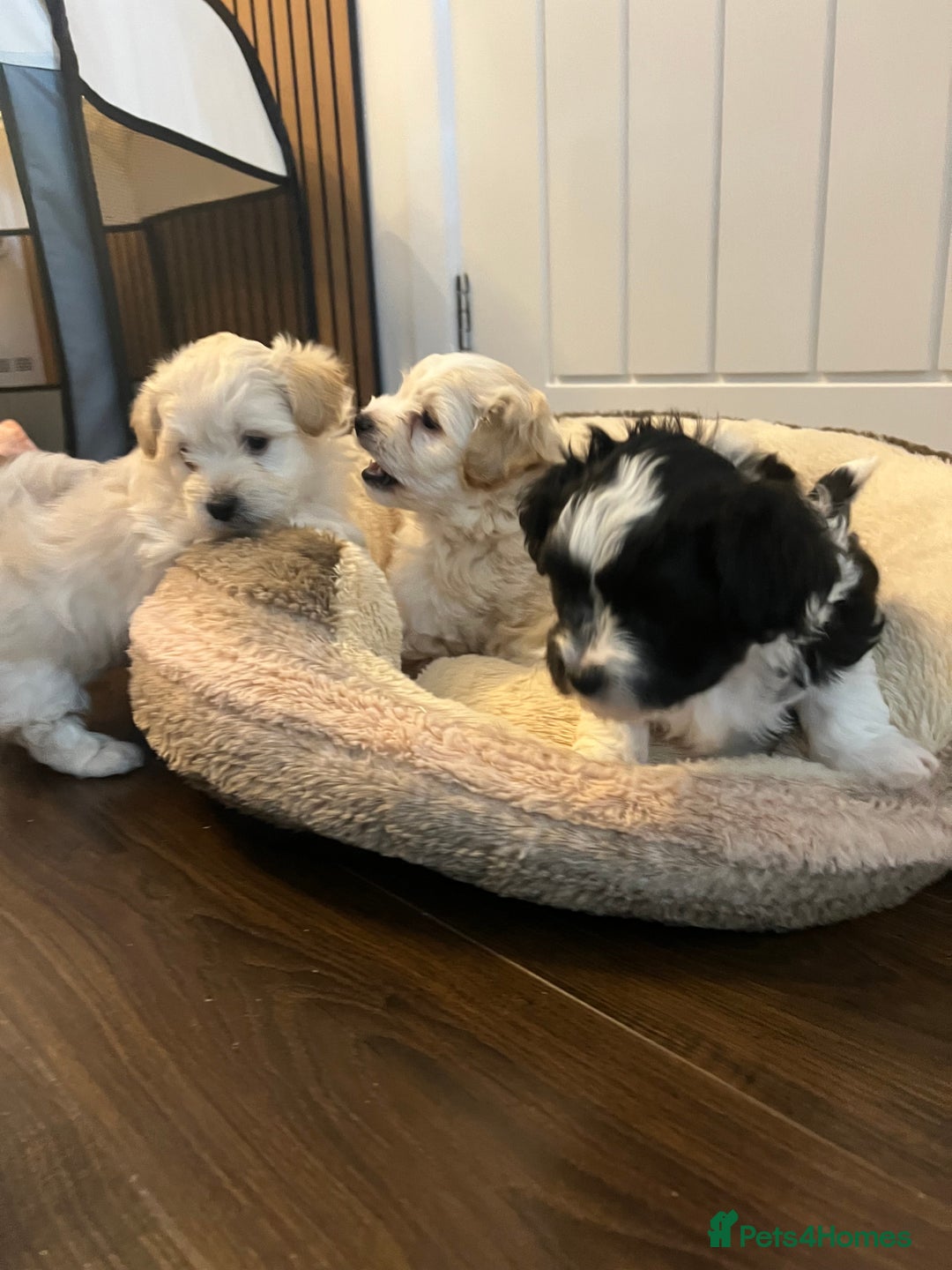 Mixed Breed dogs for sale: Havapoo/Chorkie mix - Advert 5