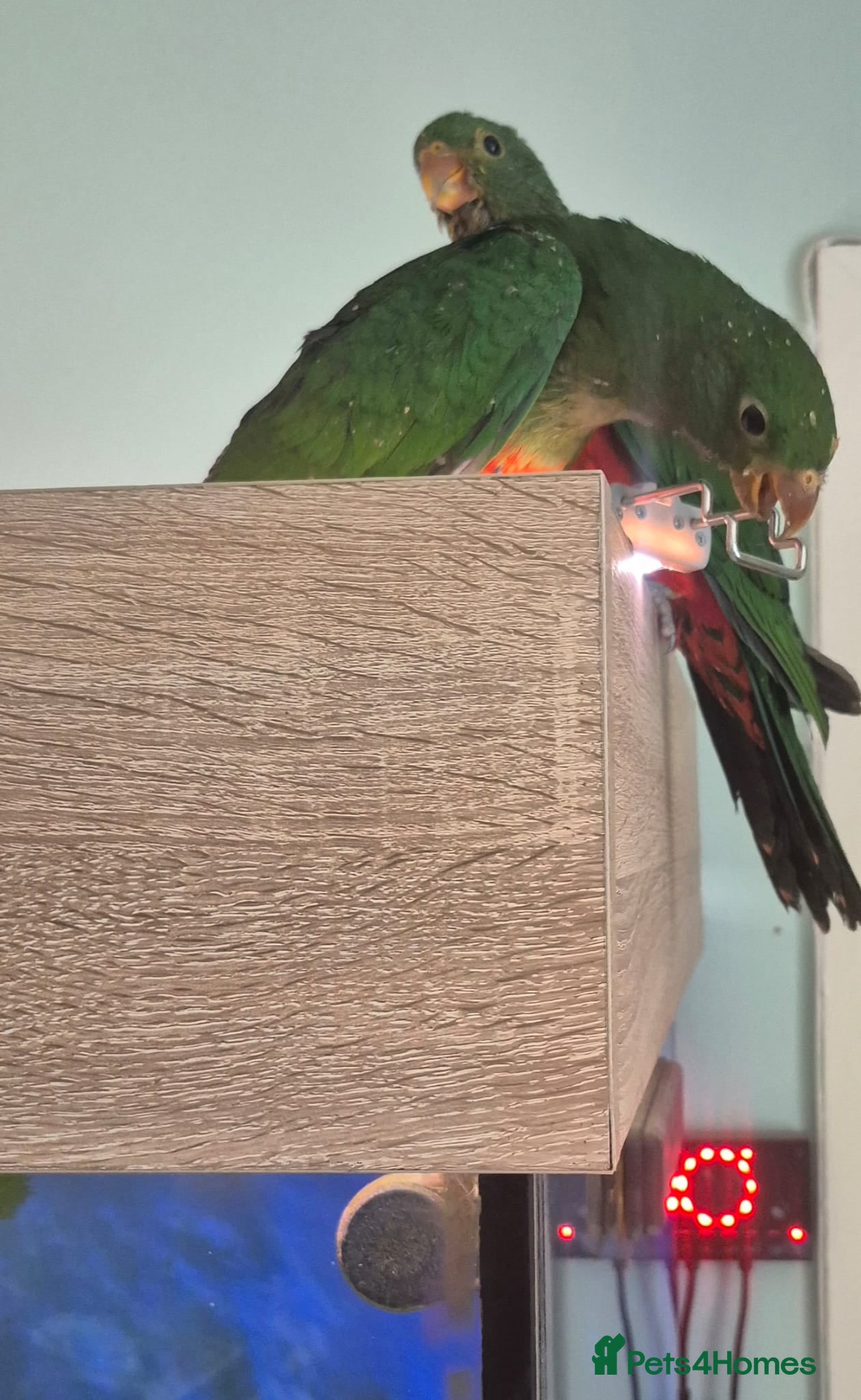 Parrots birds Handreared Australian King parrots  - Advert 2