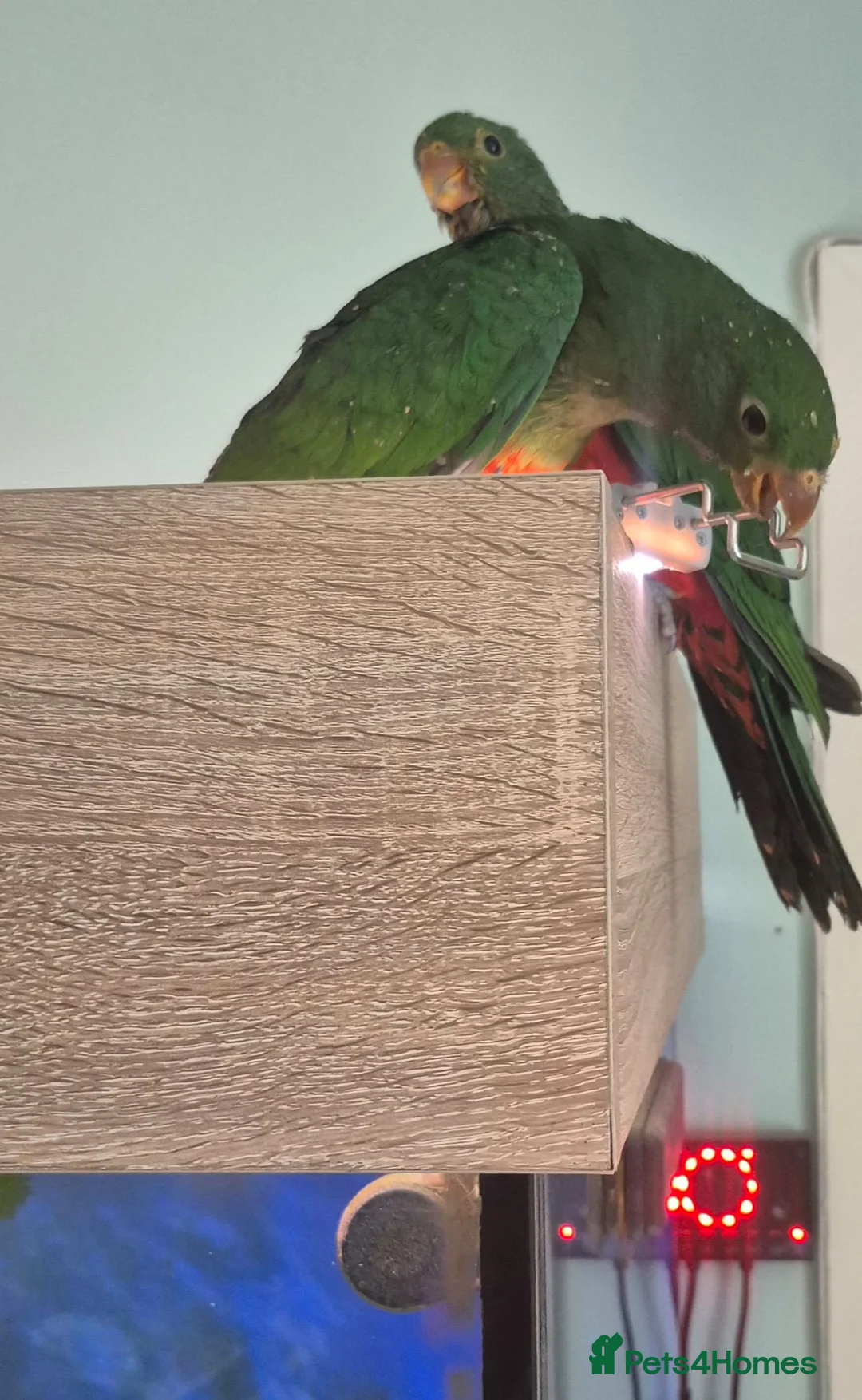 Parrots birds for sale: Handreared Australian King parrots  in Stoke-on-Trent - Advert 1