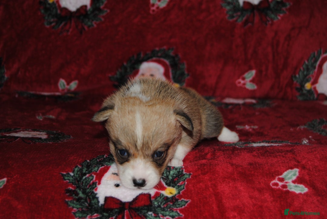 Welsh Corgi Pembroke dogs for sale: Welsh Pembroke Corgi Puppies - Girls Available - Advert 28