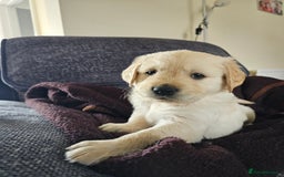 Golden Retriever dogs for sale: Beautiful golden retriever pups - Image 1