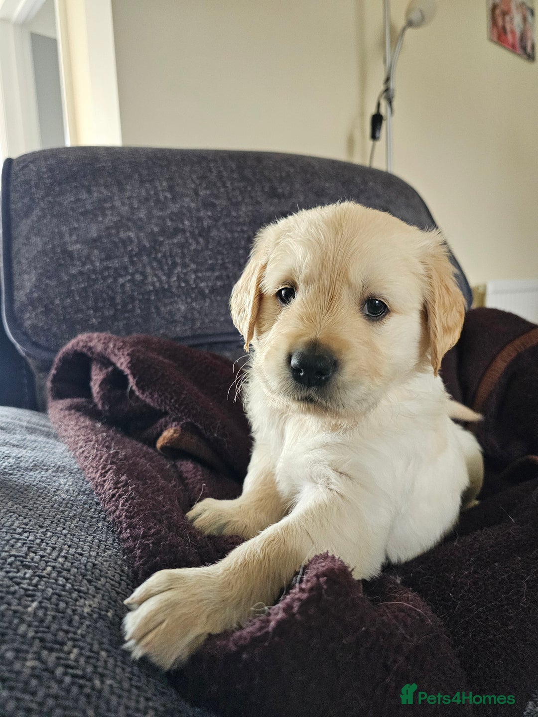 Golden Retriever dogs for sale: Beautiful golden retriever pups - Image 1