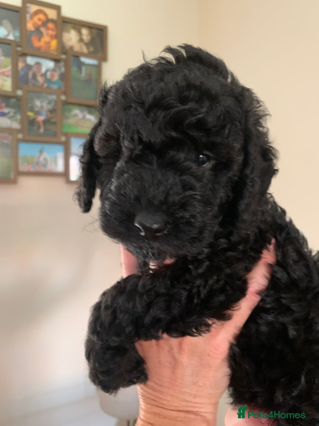 Mixed Breed dogs for sale: Mini/Toy Poodle pups - Image 3