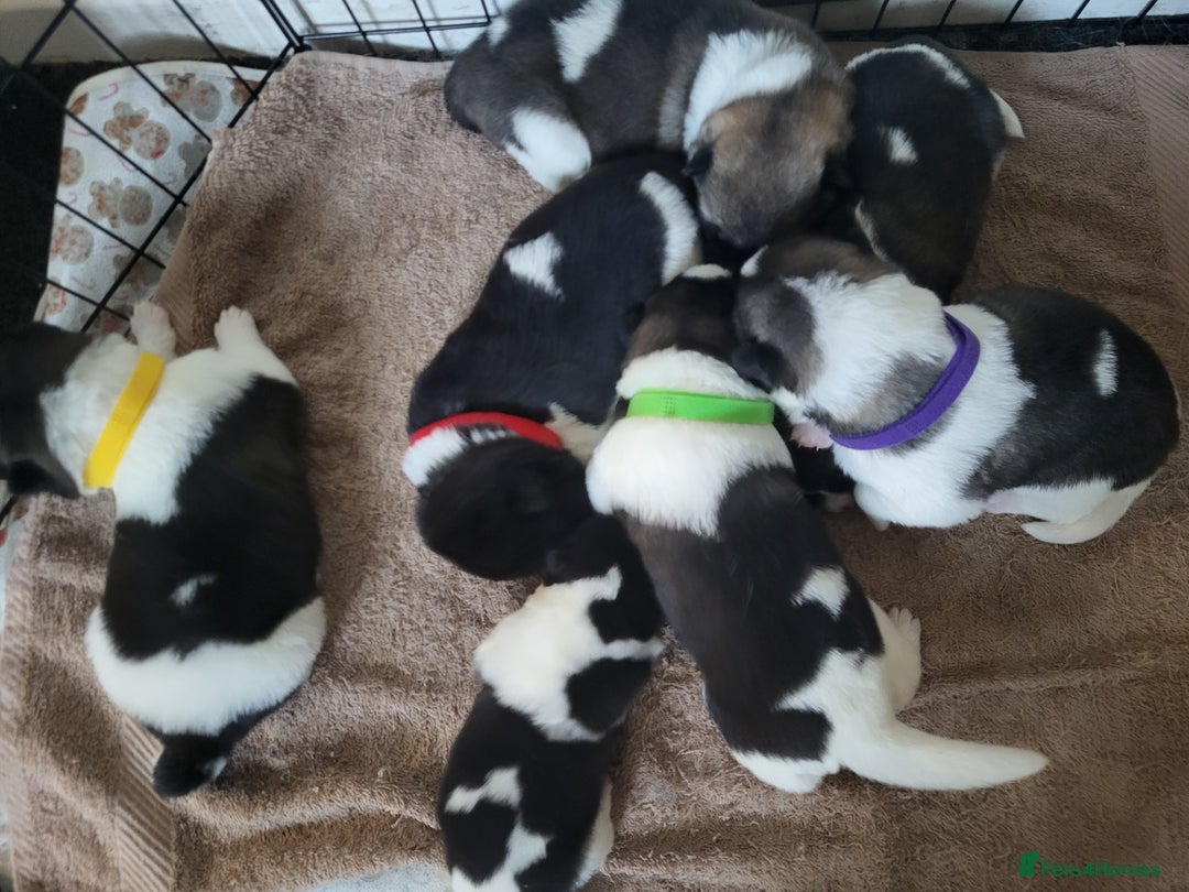 Akita dogs for sale: American Akita Puppies for Sale 🐾 - Image 1