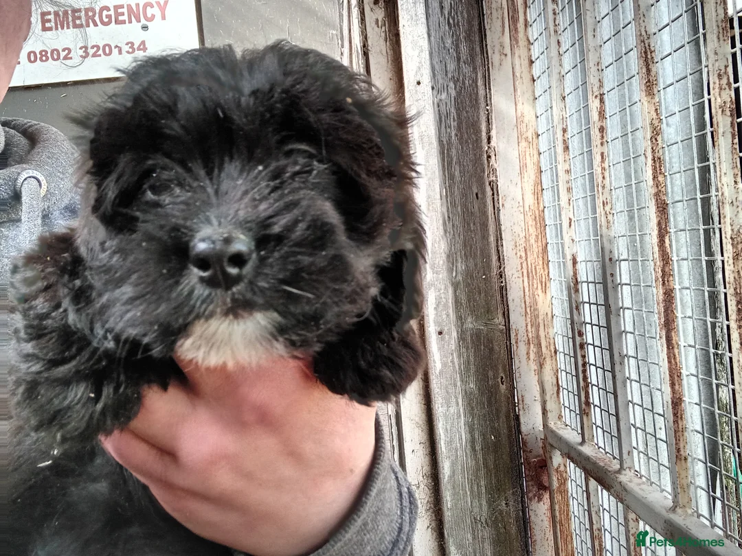 Shihpoo dogs for sale: Shihpoo pups, Aberdeenshire  - Advert 2